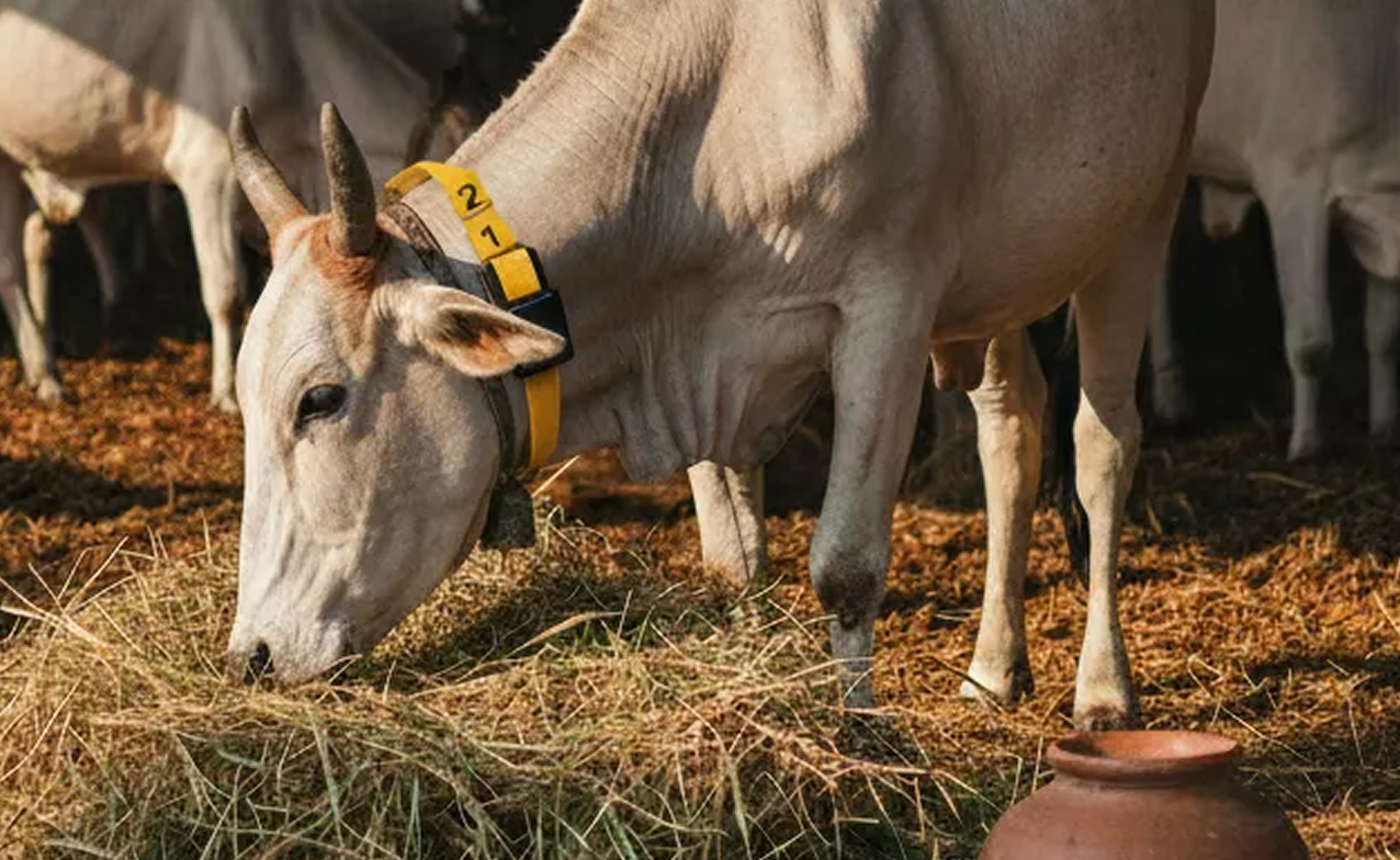 MyBovine smart cattle collar attached to dairy cow neck monitoring health parameters